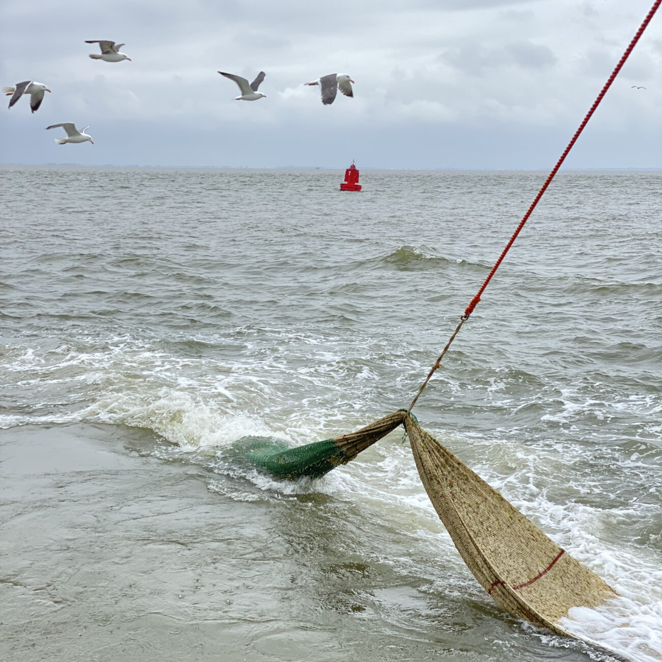 Garnalen vissen tijdens je vakantie aan de Waddenzee
