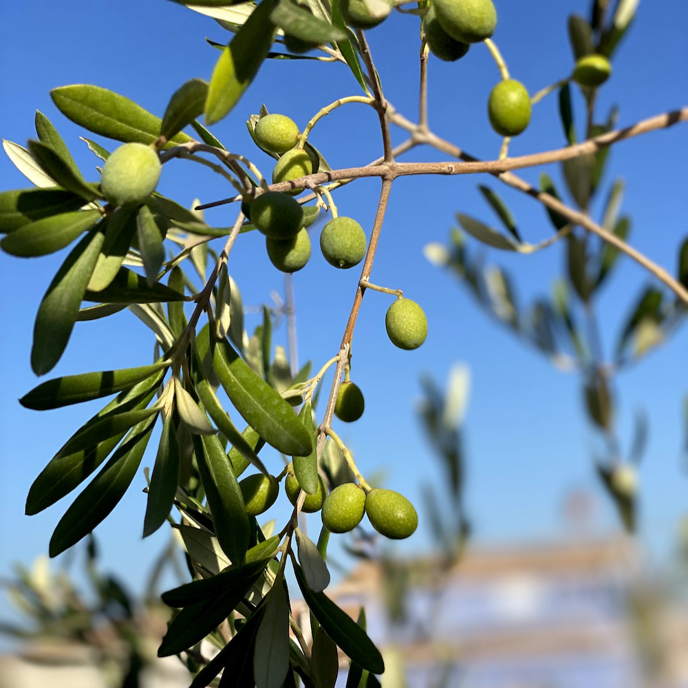 Olijfboom in de tuin van een villa in Alicante