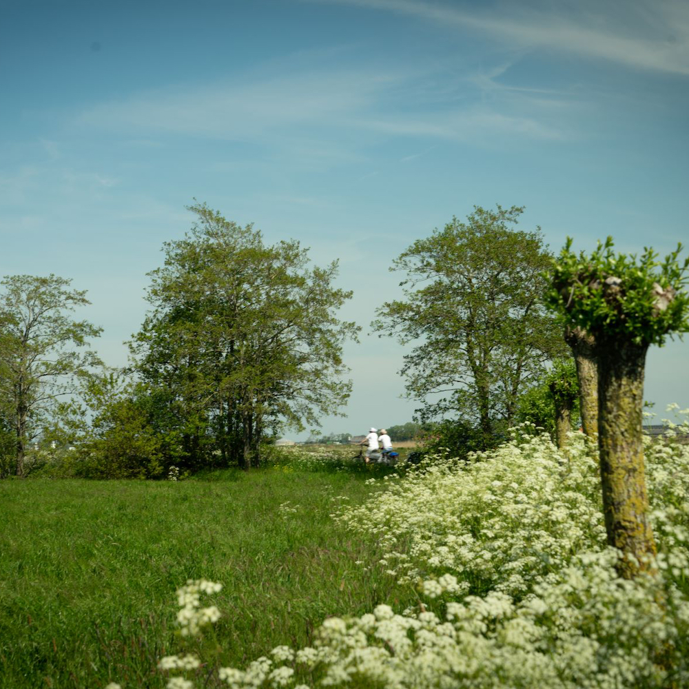 Bloeiend Fluitekruid en fietsers.