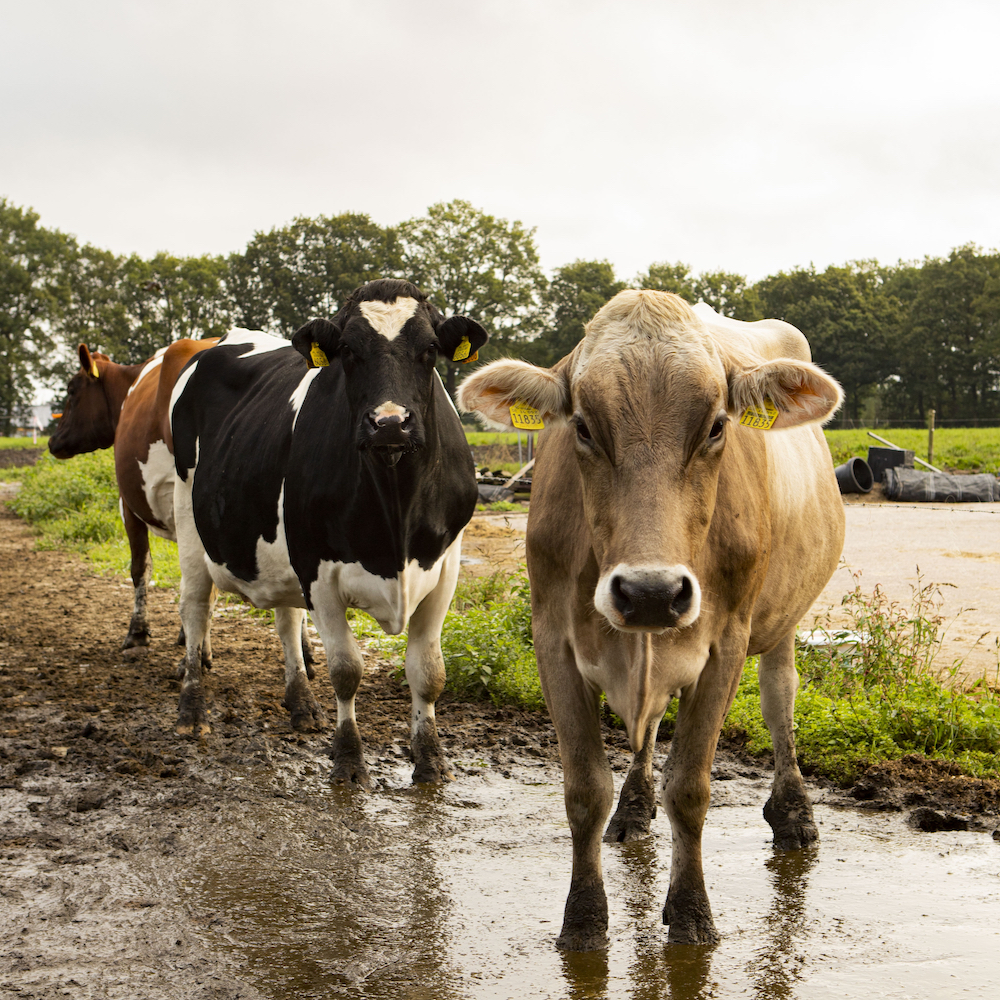 Slapen tussen de dieren op een boerderij in Ermelo