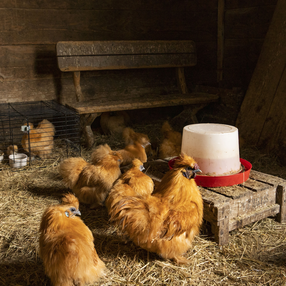 Slapen tussen de dieren op een boerderij in Ermelo