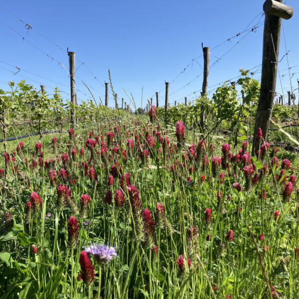 Veldbloemen in de wijngaard