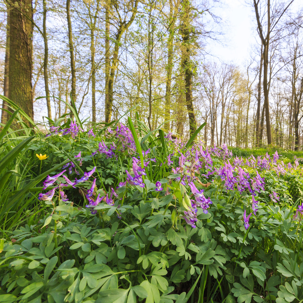 Bloeiende paarse bloemen in de tuin van Hackfort