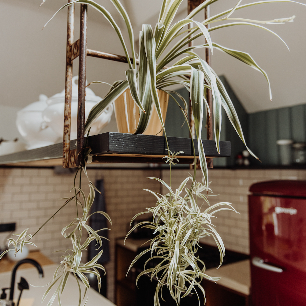 Plantjes op een plank boven de keuken