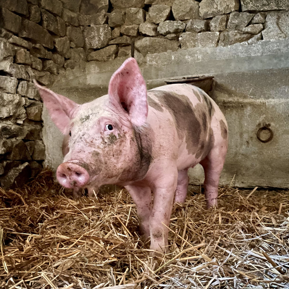 Varkentje in het stro