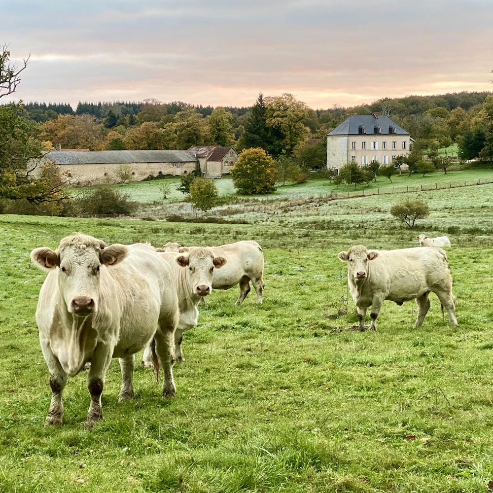 Koeien bij het landgoed