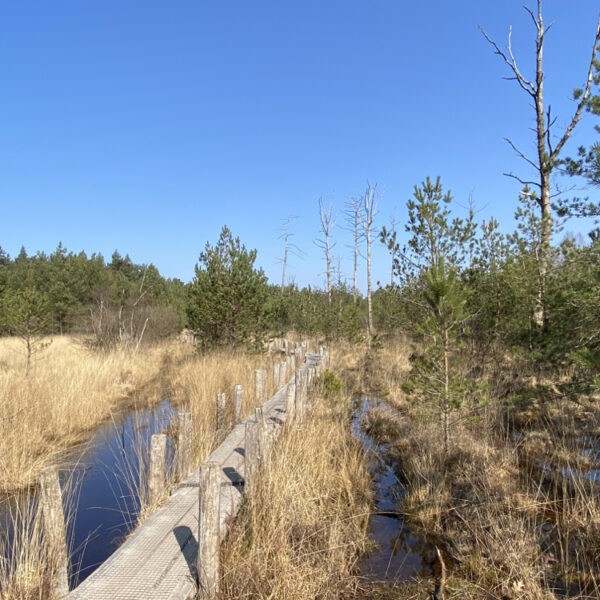 Wandelpad in nationaal park dwingelderveld