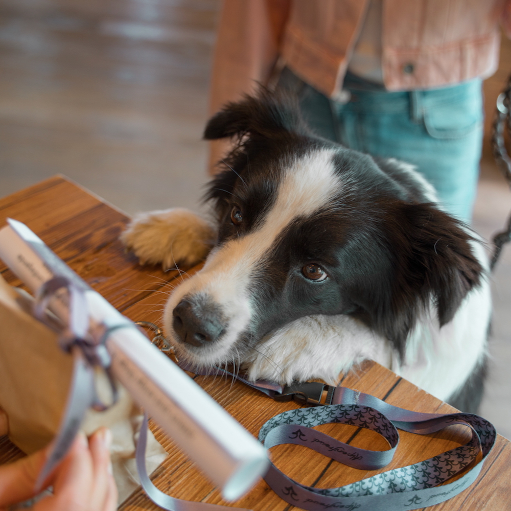 Een hondvriendelijk welkom bij Lerchpeuntgut