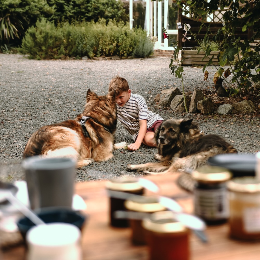 Spelen met twee honden