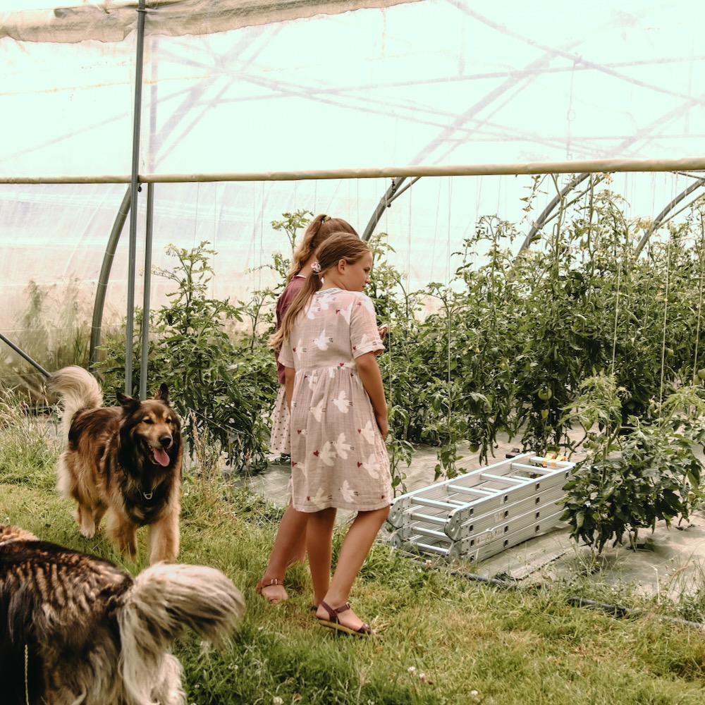 Tomaten groeiend in een kas