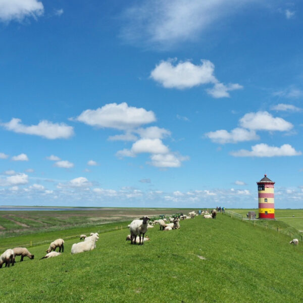 Roter und gelber Leuchtturm auf einem Deich mit Schafen in Niedersachsen
