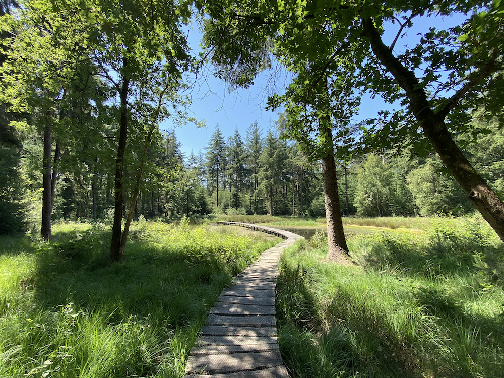 Boardwalk durch den Wald