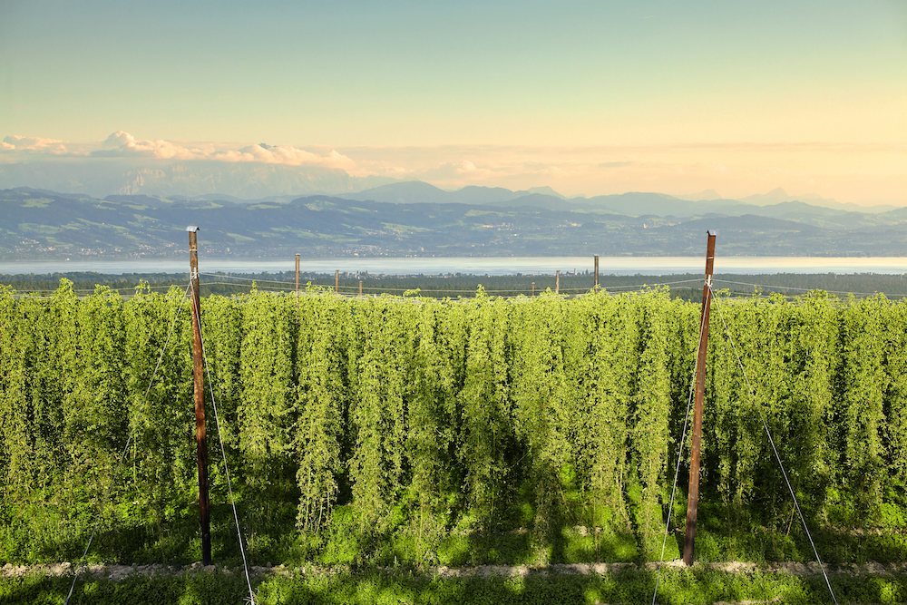 Hopfen mit Blick auf den See