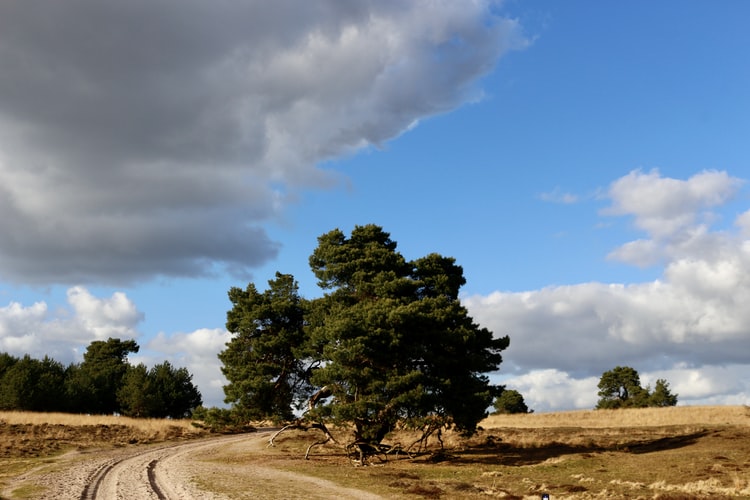 Landschaft auf der Veluwe