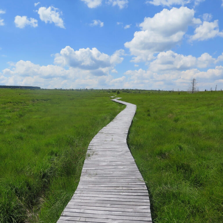 Ein Holzweg mit Gras auf beiden Seiten, Wandern im Hohen Venn