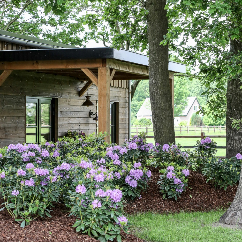 Weinhaus mit violetten Rhododendren im Vordergrund