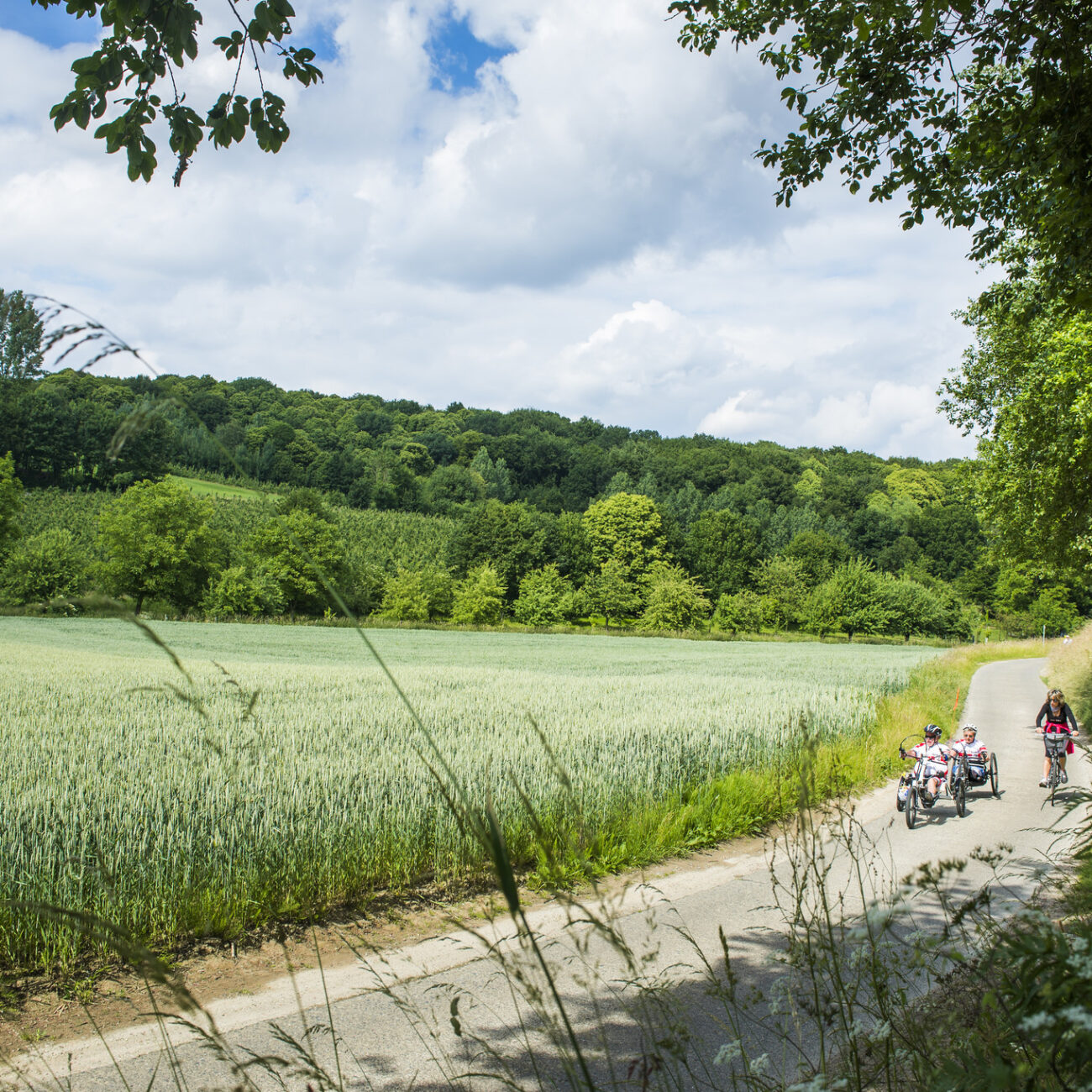 Im Urlaub in Belgien mit dem Fahrrad auf einer Landstraße in Hageland. Vorbei an Maisfeldern und durch Wälder.