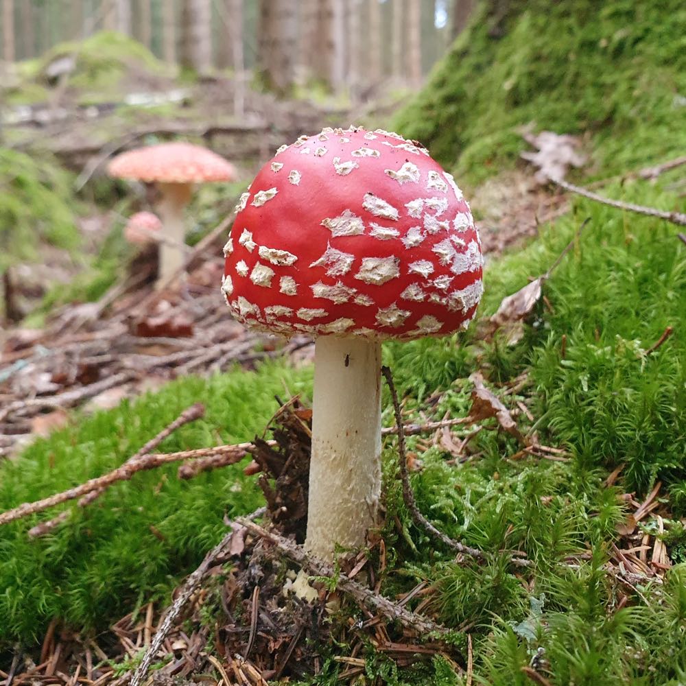 Pilz im Wald Schweden Smaland