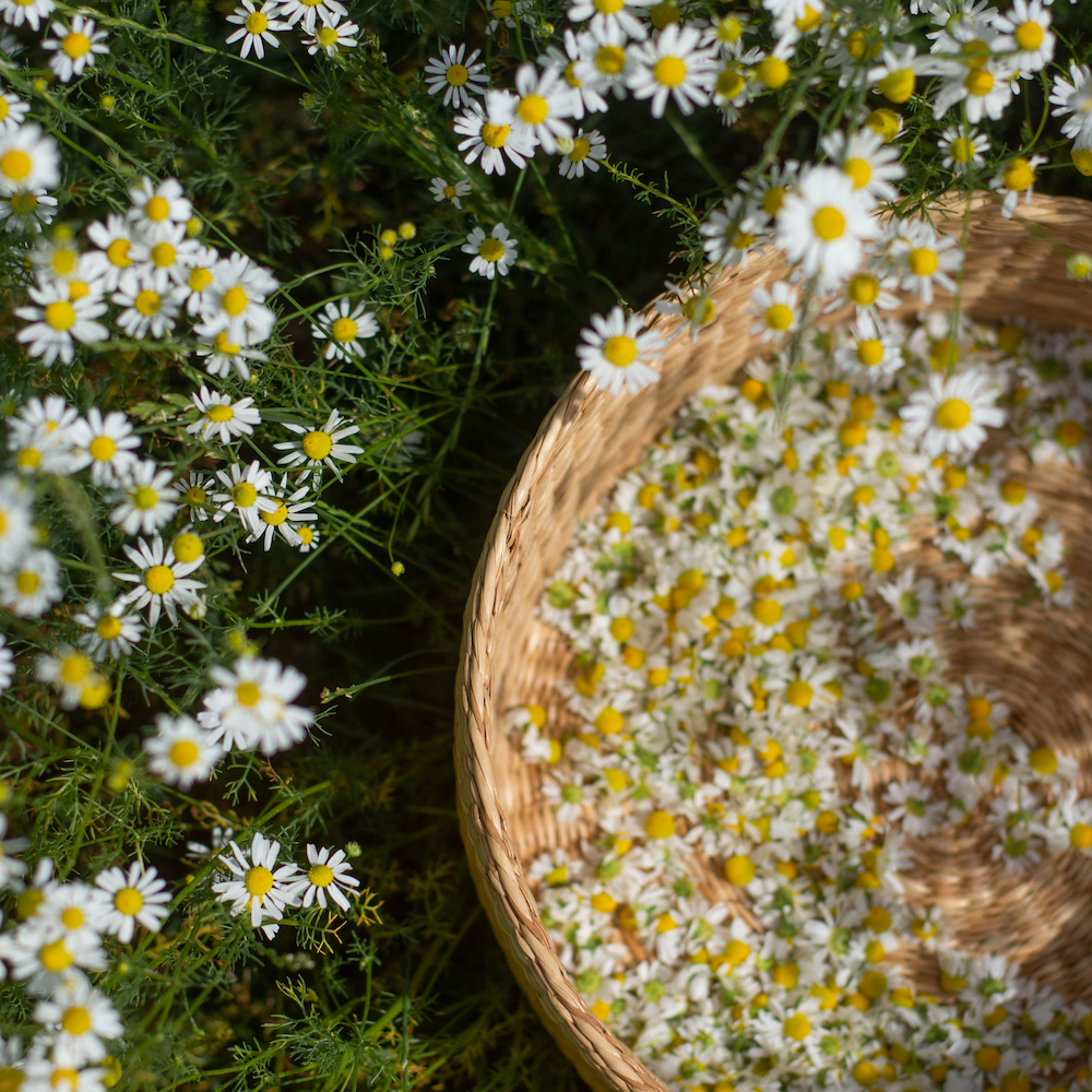 Blumen in einem Weidenkorb