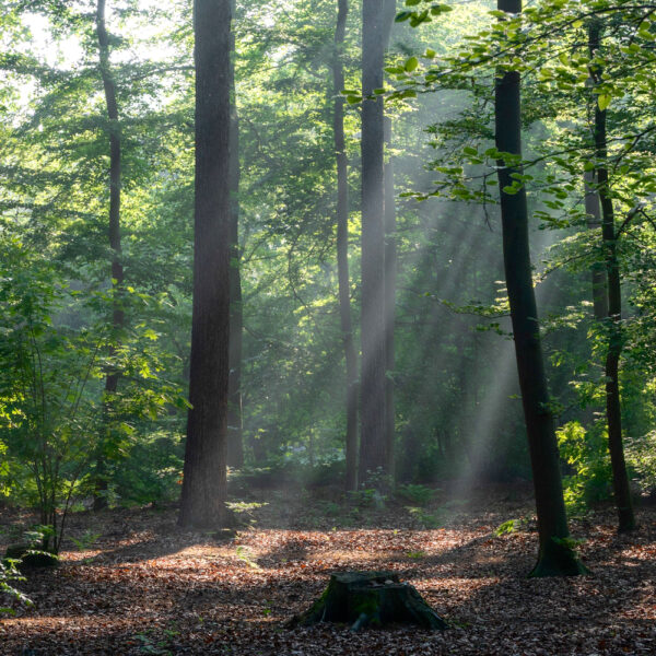 Landgut Mariahoeve - Naturcampingplatz Drenthe