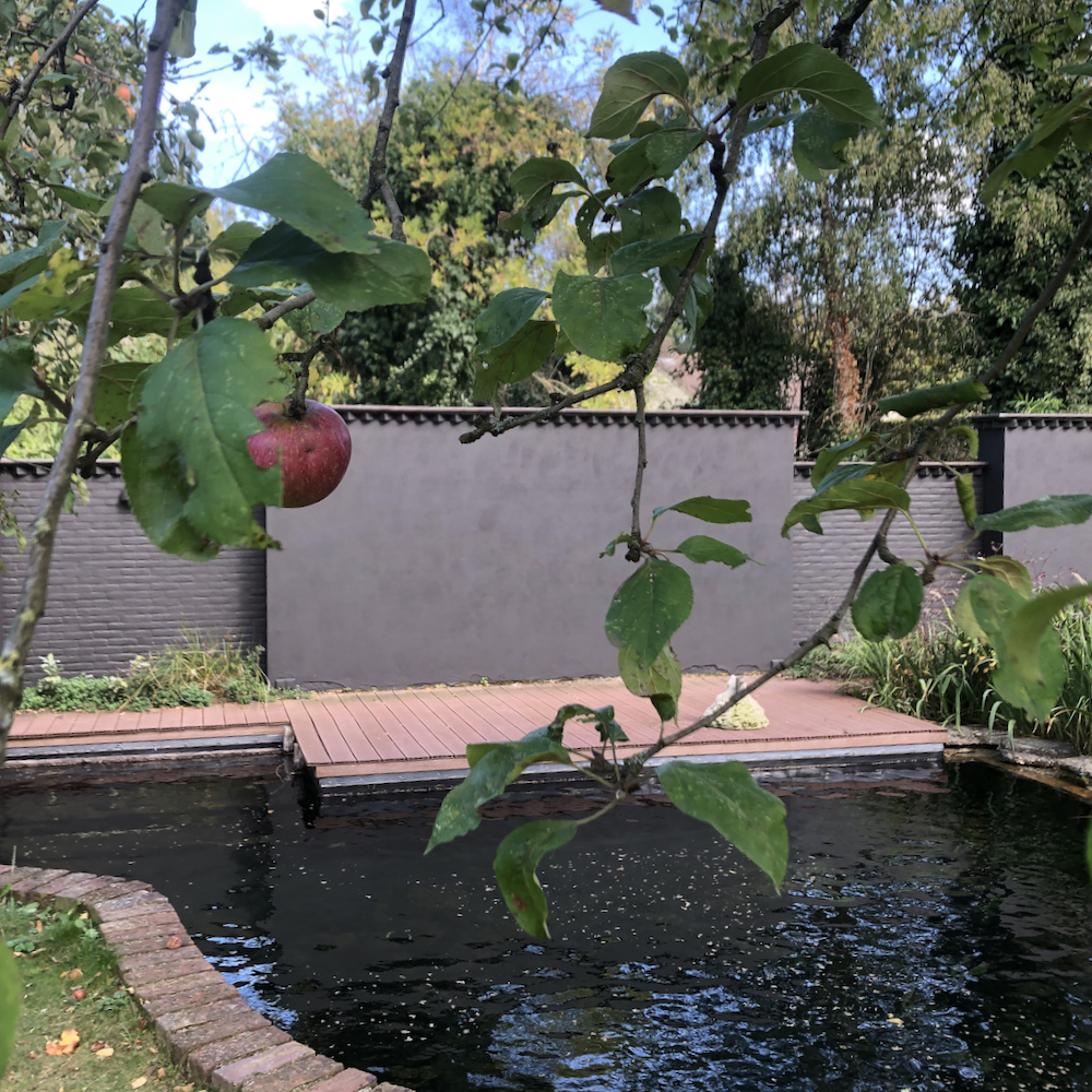 Schwimmteich am Ferienhaus