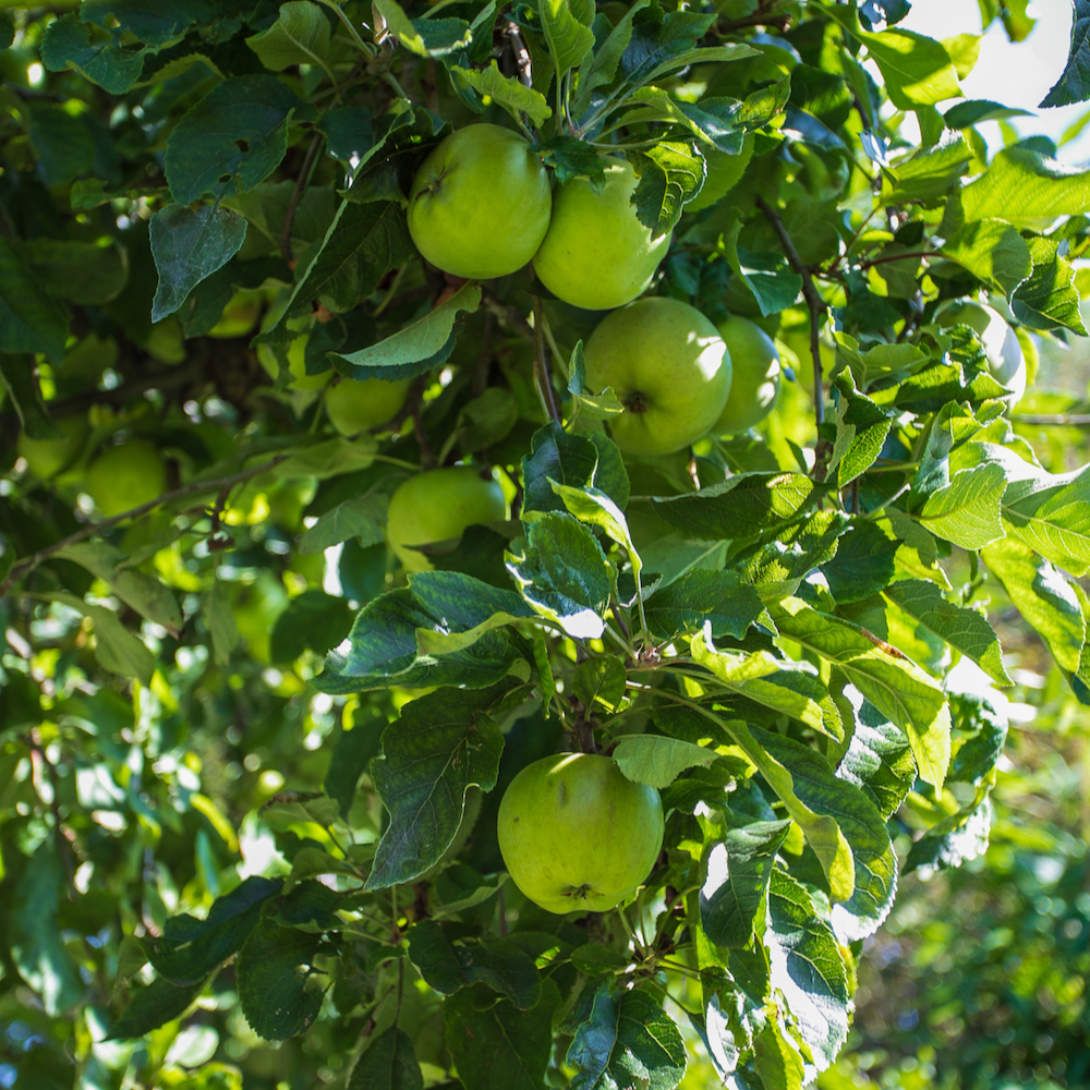 Äpfel am Baum im Garten