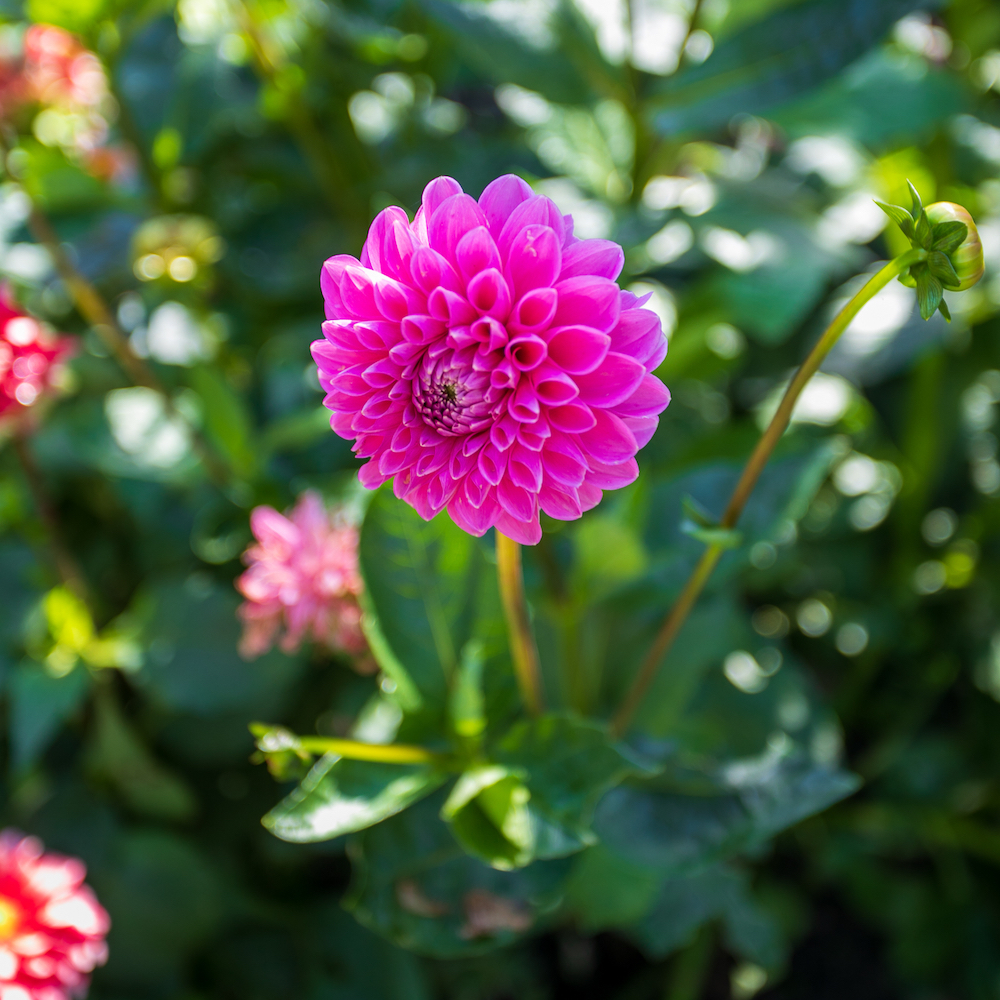 Rosa Dahlie