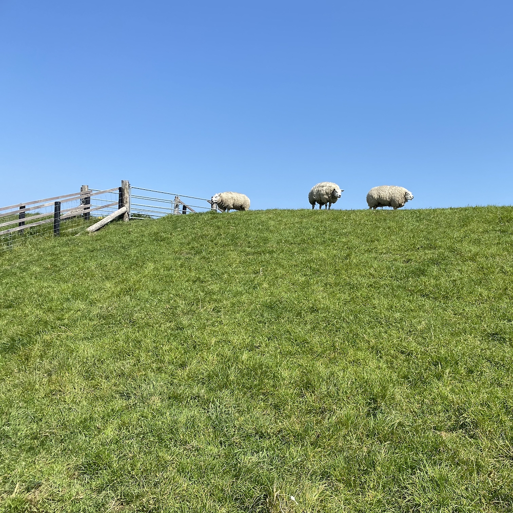 Schafe auf einem Deich auf Texel