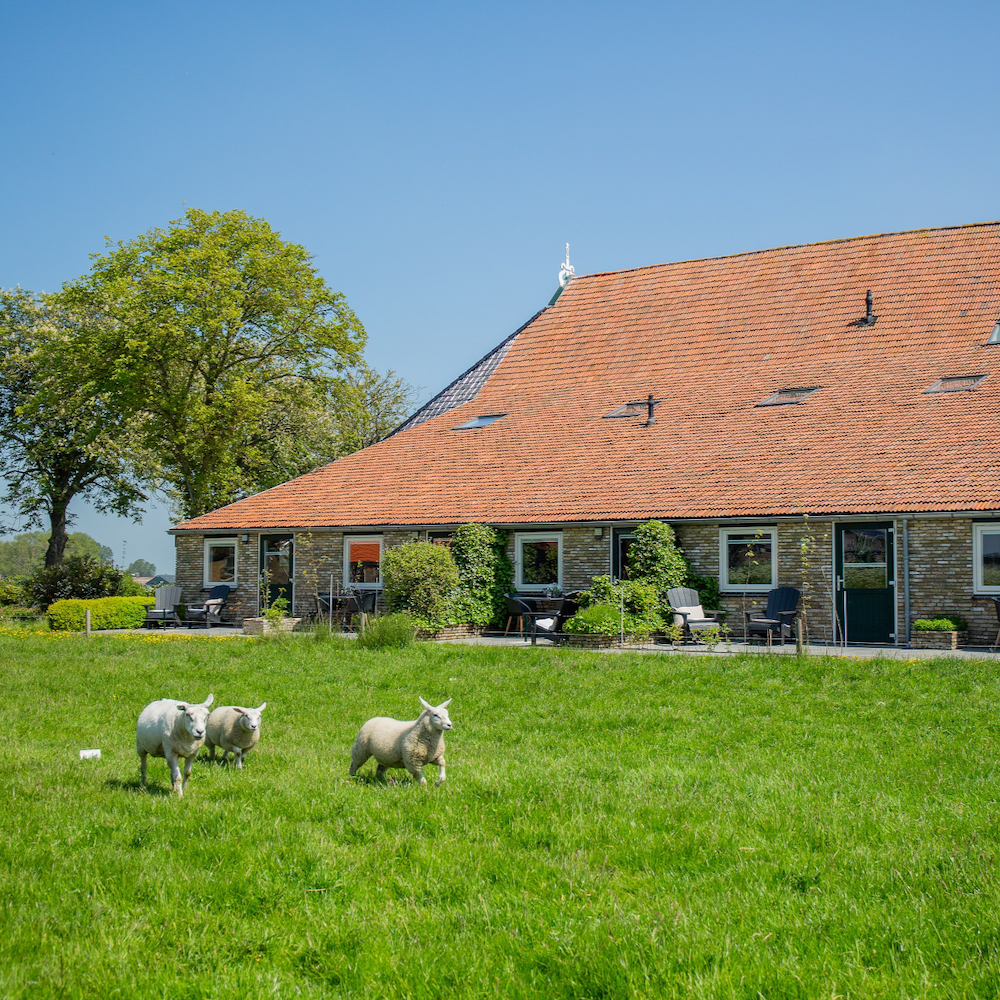 Wohnungen in Friesland mit Schafen auf der Wiese
