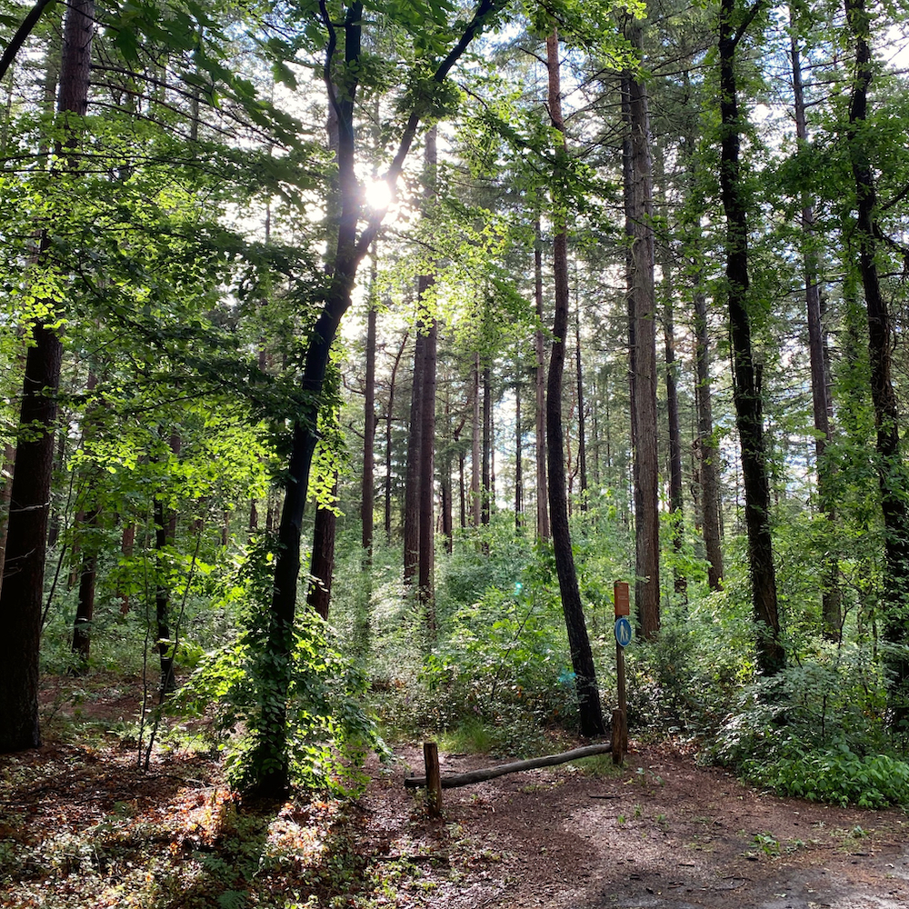 Das Sonnenlicht scheint durch die Bäume des Waldes