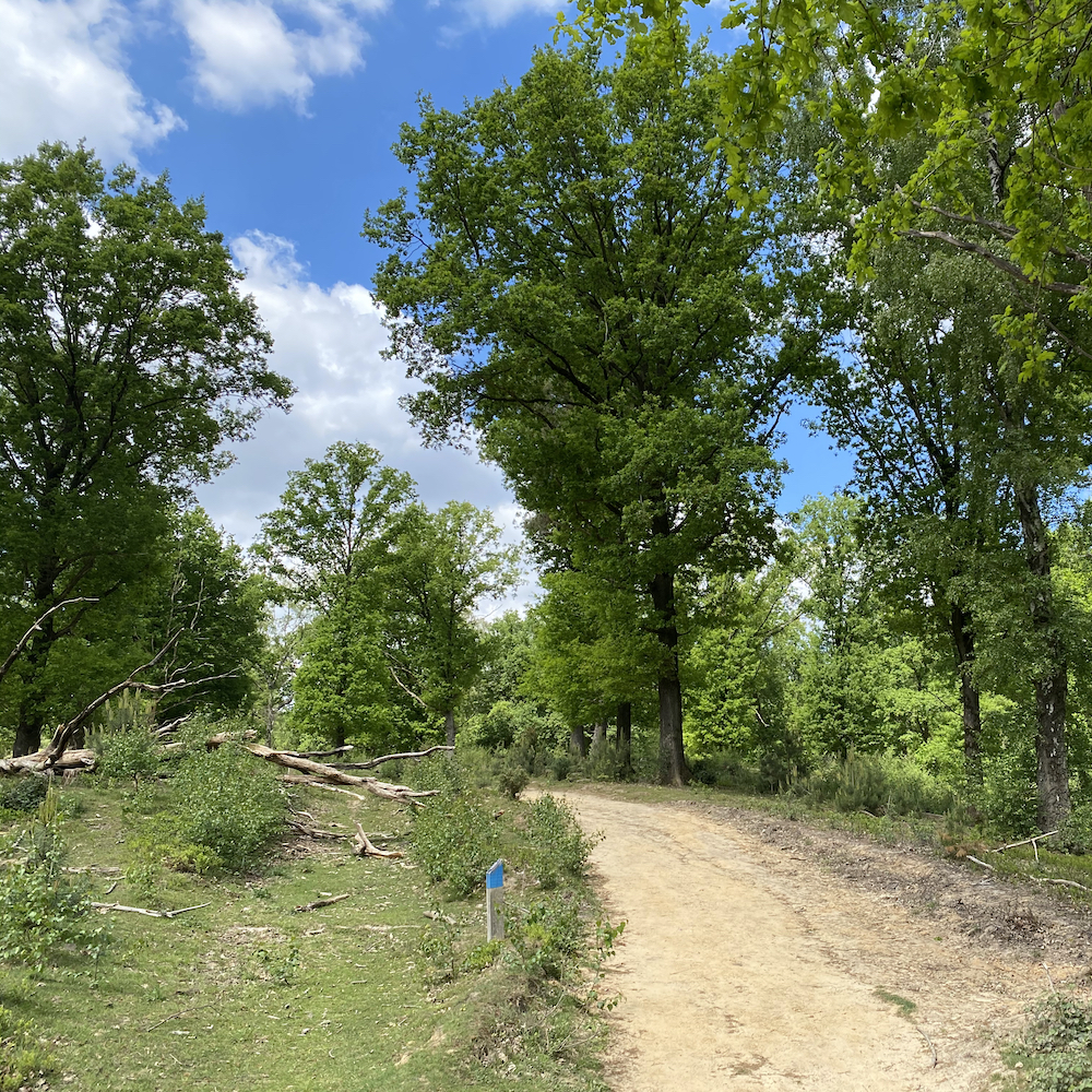 Wandern in der Veluwe auf der Suche nach Wildtieren