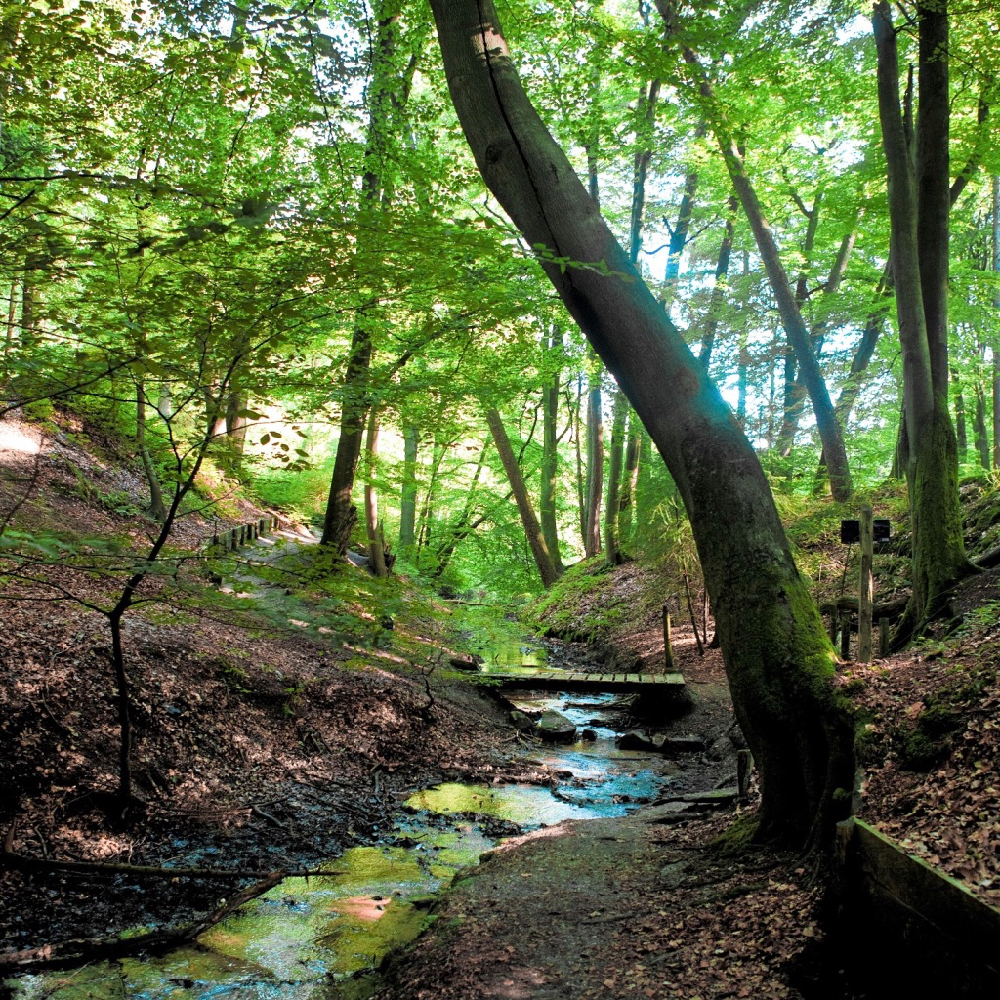 Plätscherndes Bächlein auf der Veluwe