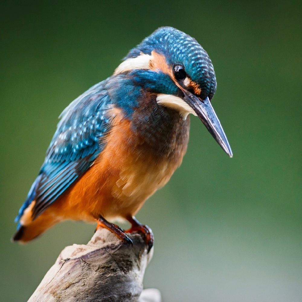 Eisvogel am Bach des Hotels