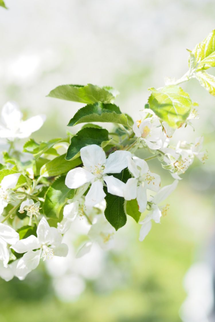 Nahaufnahme einer Birnenblüte
