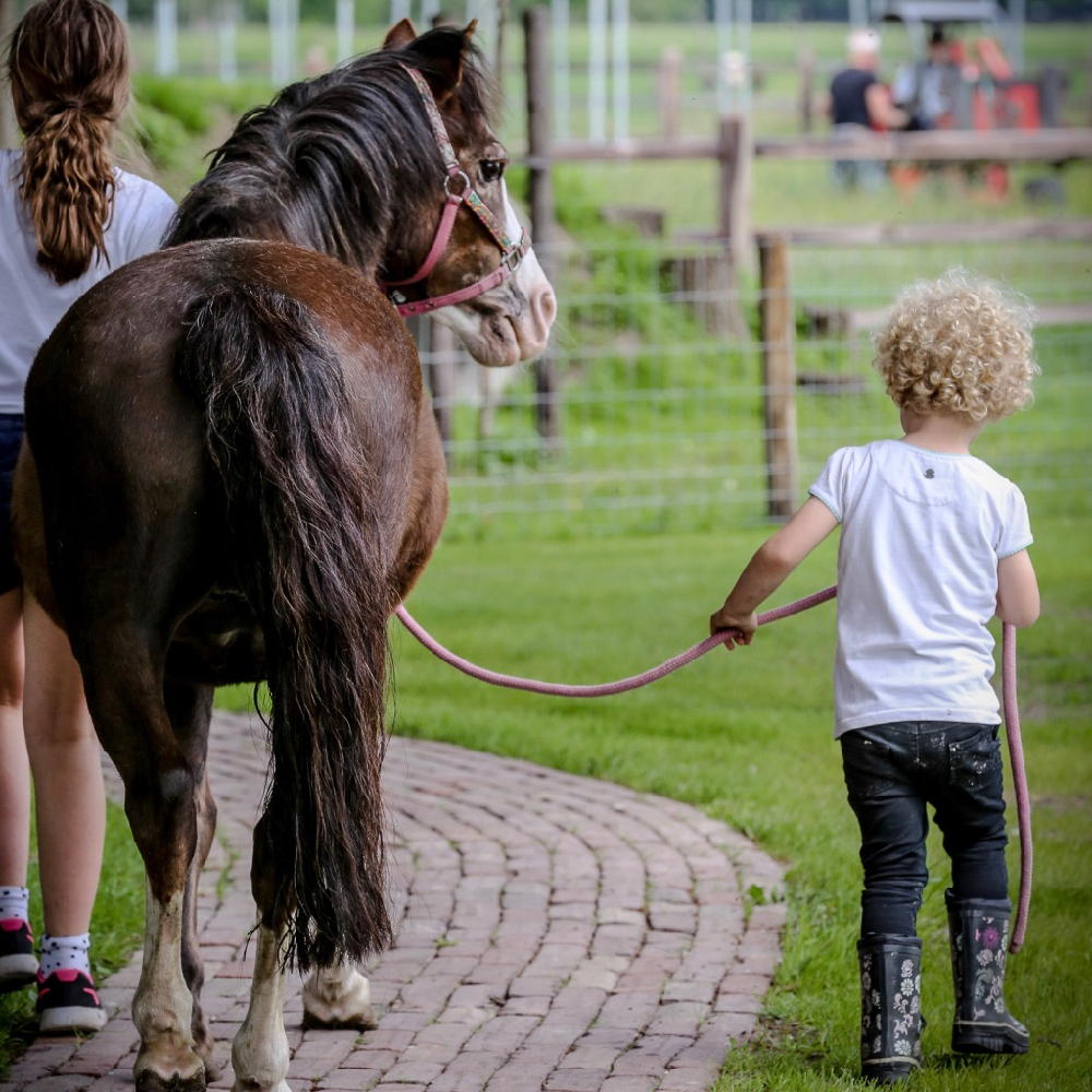Blonder Mann mit lockigem Haar hält Pferd