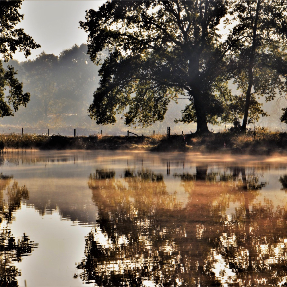 Teich im Wald bei Morgenlicht