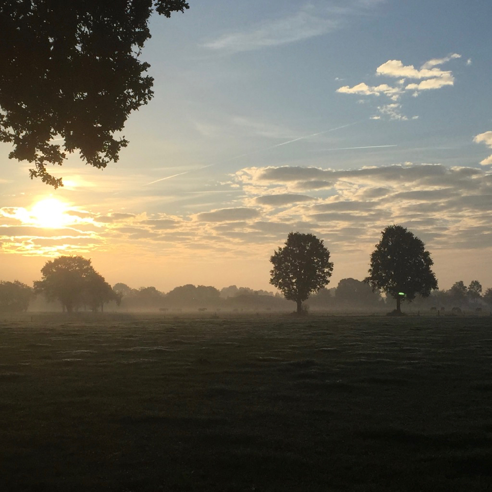 Blick über die Wiese bei Sonnenaufgang