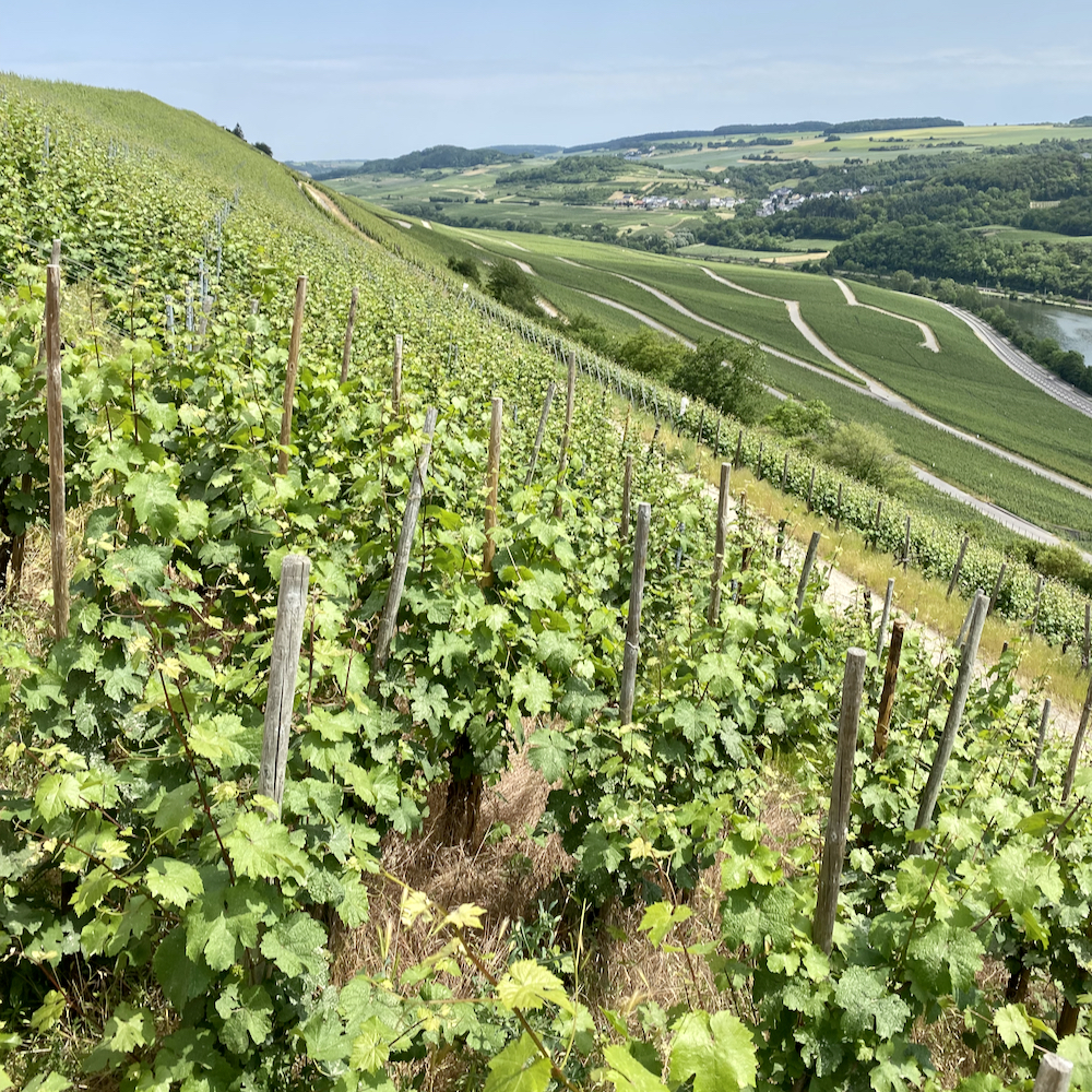Weinberge in Luxemburg
