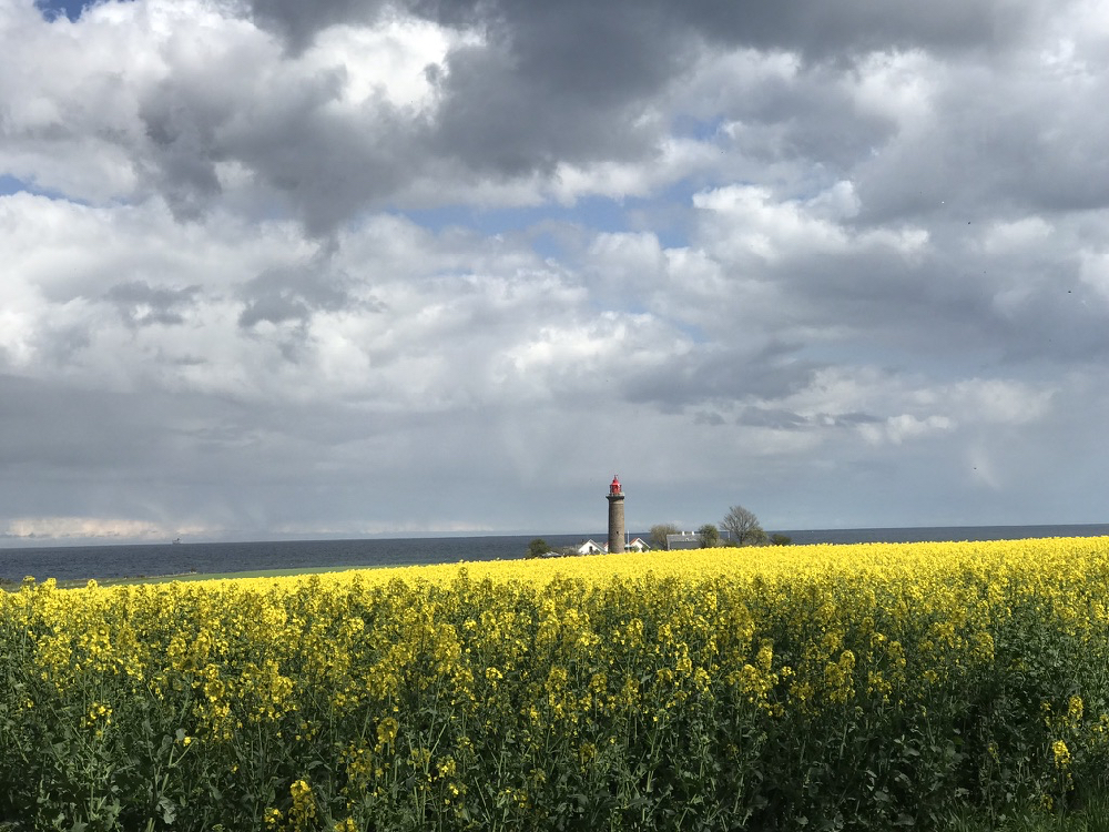 Leuchtturm inmitten von Rapsfeldern