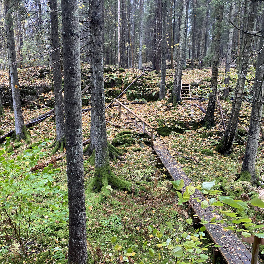 Hölzerne Waldwanderwege in Schweden
