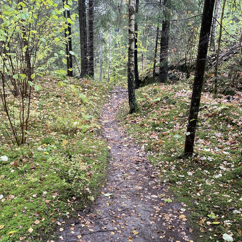 Fußweg durch den Wald