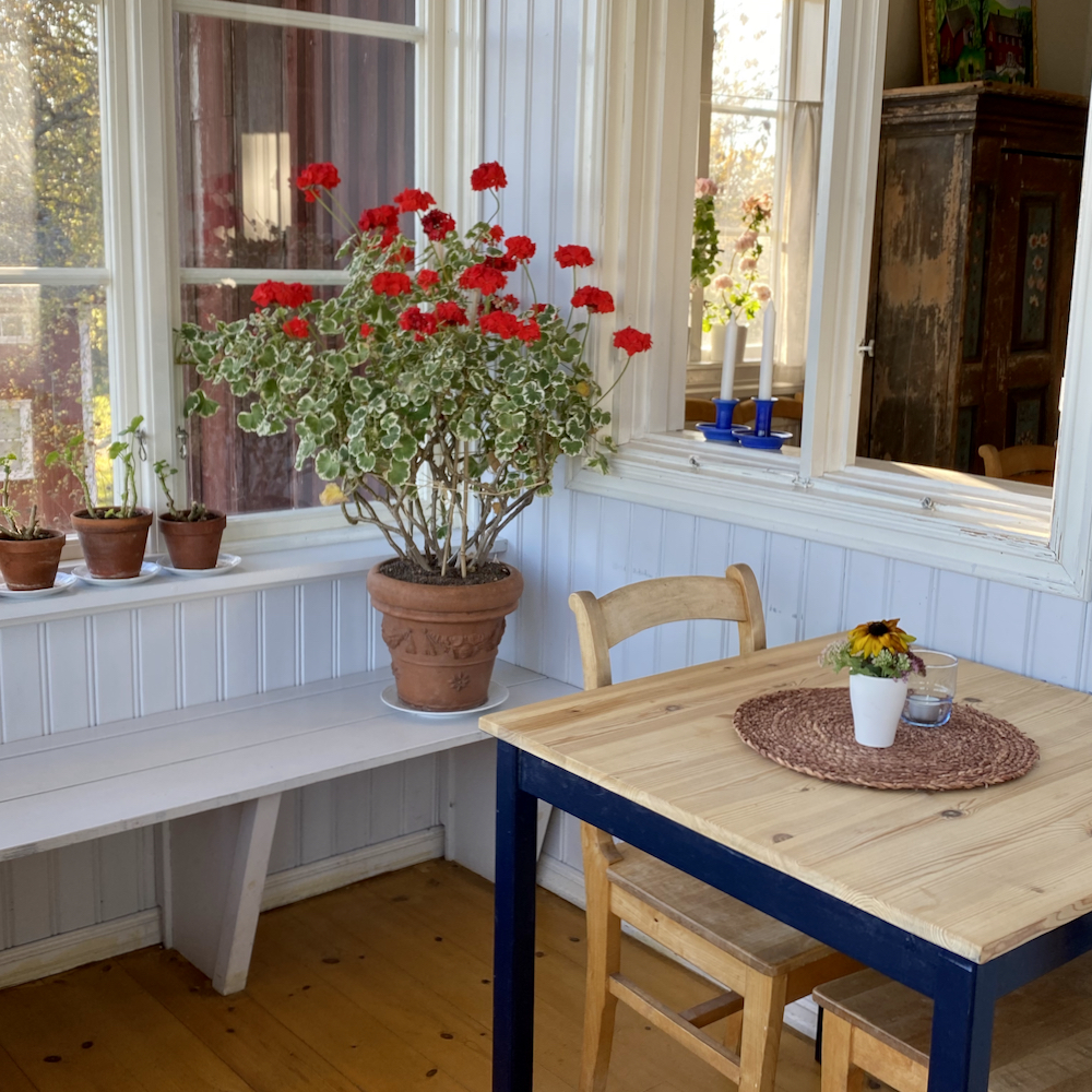 Geranien im Gewächshaus