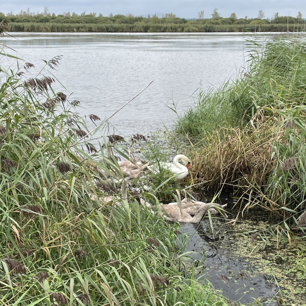 Junge Schwäne auf dem Wasser