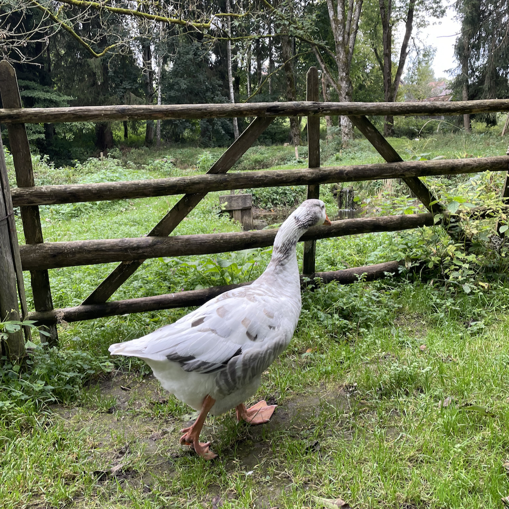 Weiße Gans im Gras