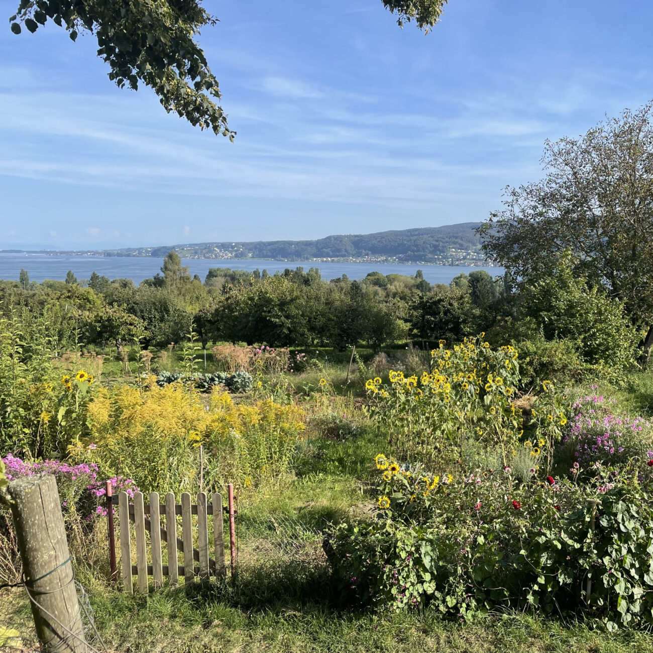 Die schöne Natur des Bodensees