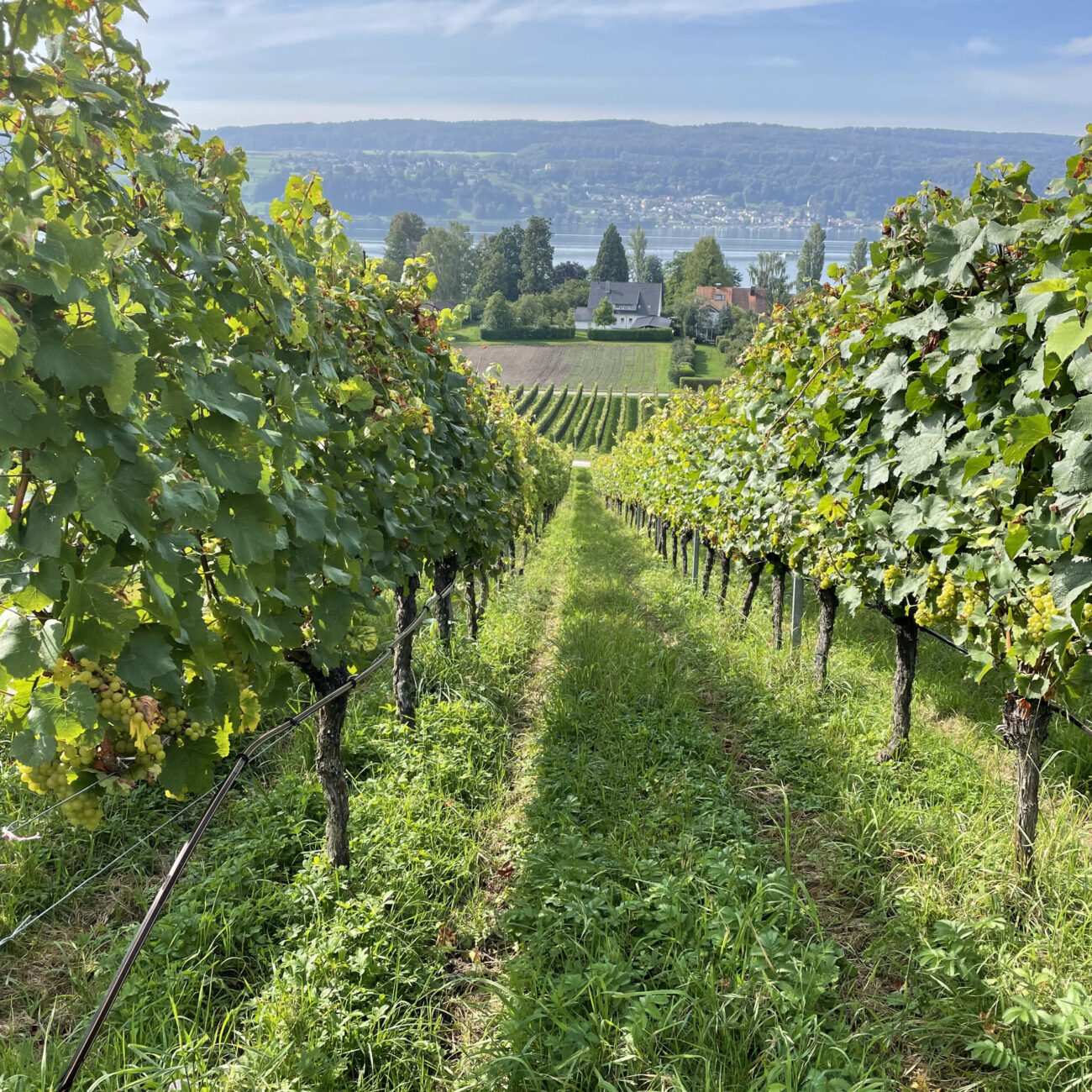 Weinberge am Bodensee