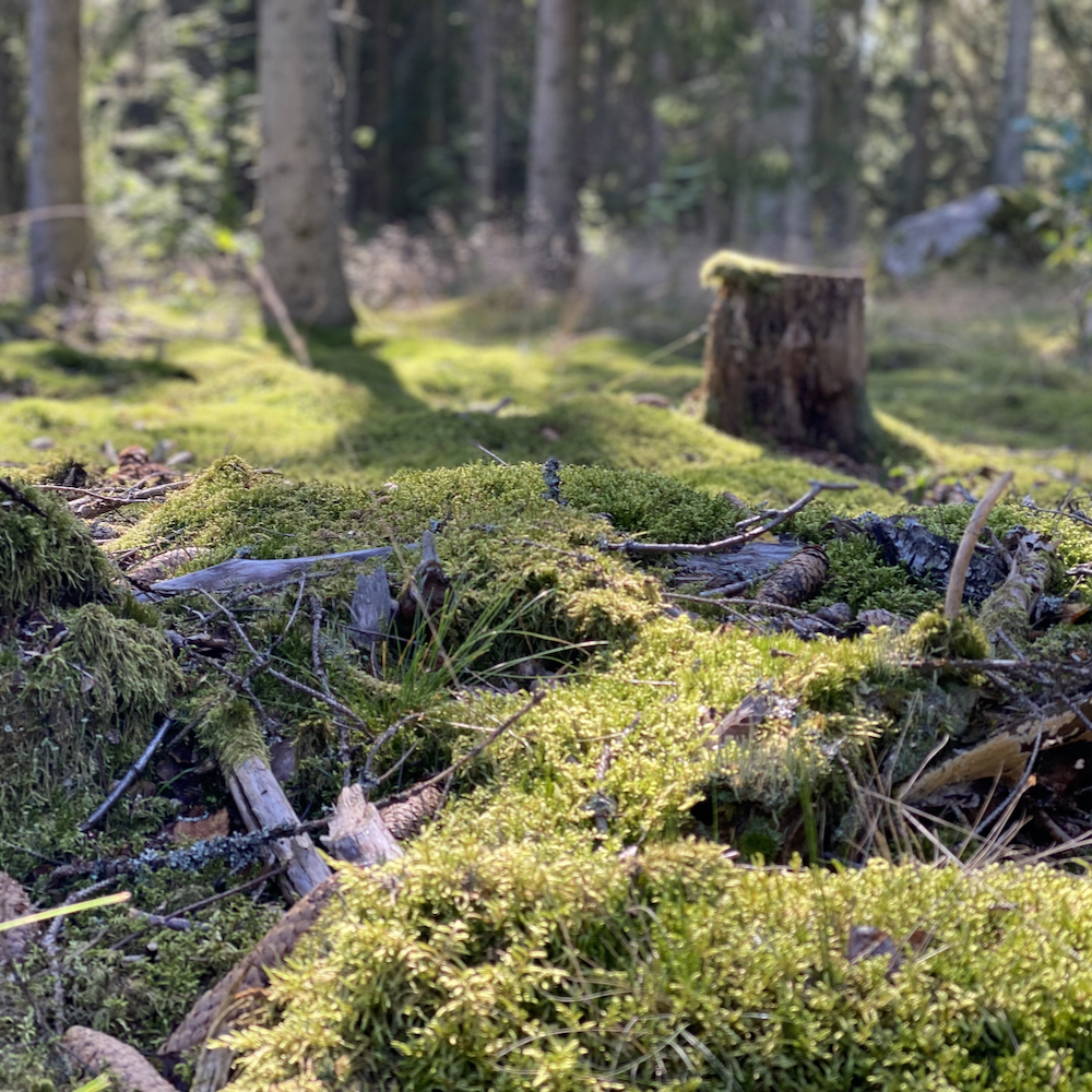 Wanderung durch Asnens und Umgebung in Smaland