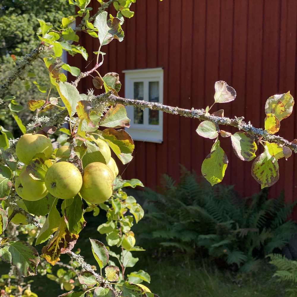 Zweig mit Äpfeln vor einem typisch roten schwedischen Haus