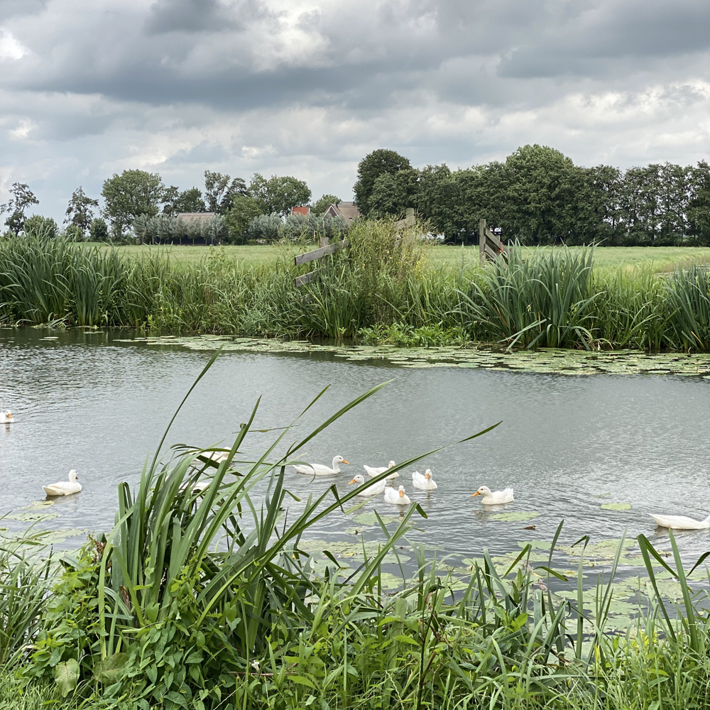 Enten im Wassergraben.