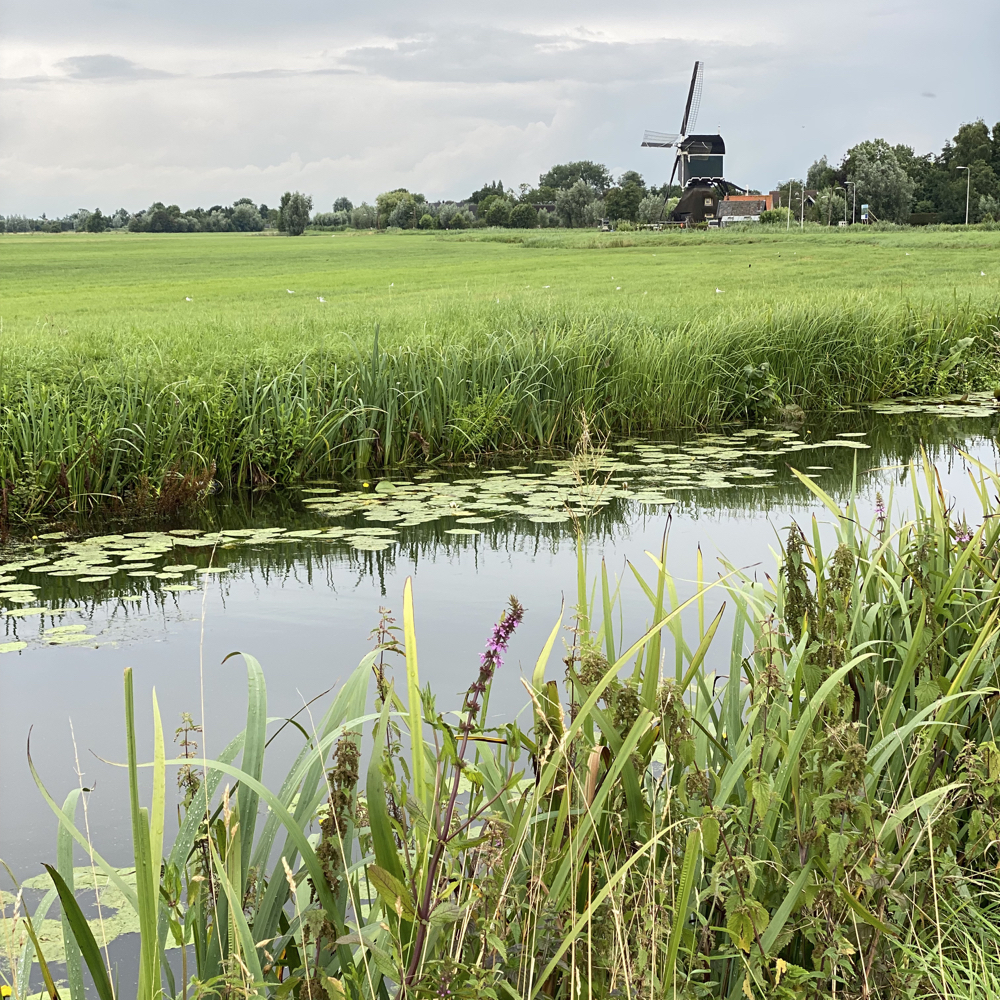 Mühlenwiese und Gräben